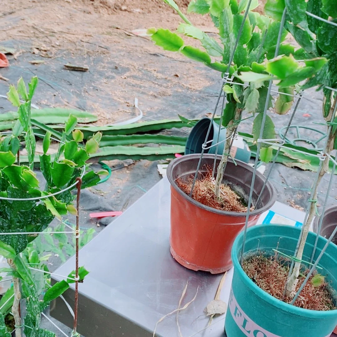 从***鱼无花朵福利款双色