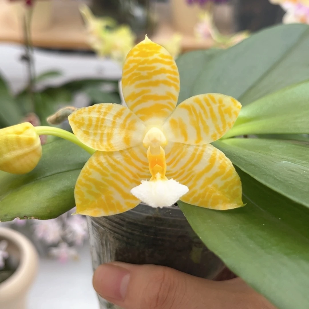 完全开放2.5寸林登戒指开花株