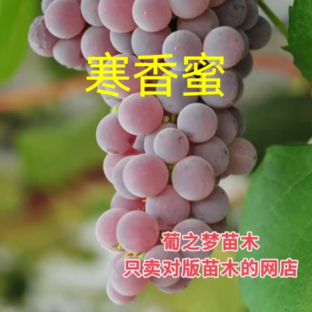 寒香蜜（二年苗） 懒人品种 抗病 早熟 无核