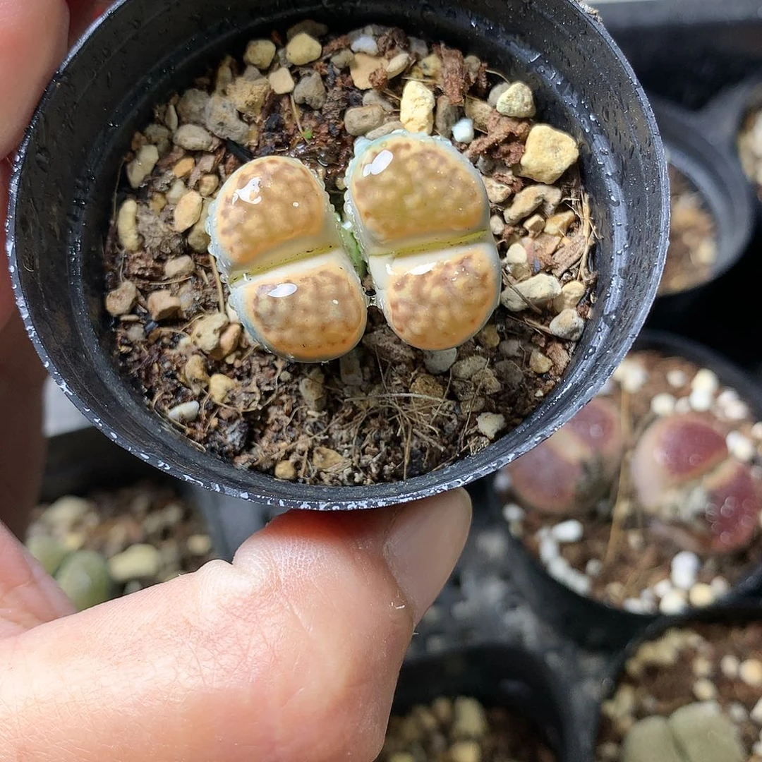 K254多肉植物保护