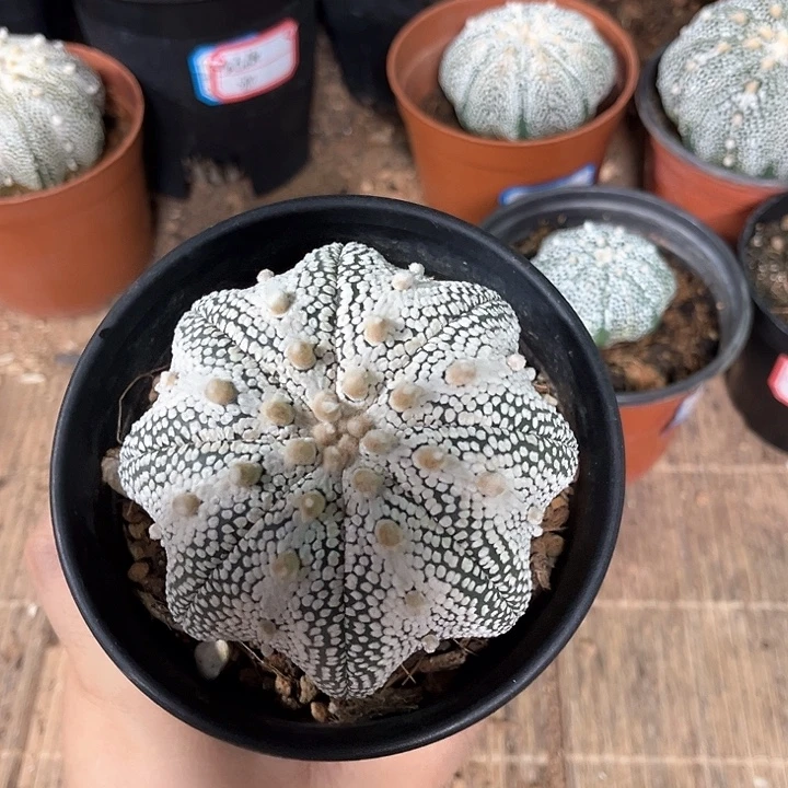 奇迹实生7.9一物一拍