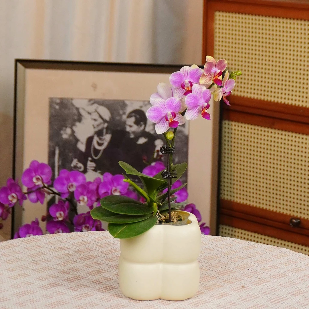 【夏日】蝴蝶兰组盆客厅书桌摆设带花带花苞基地发货