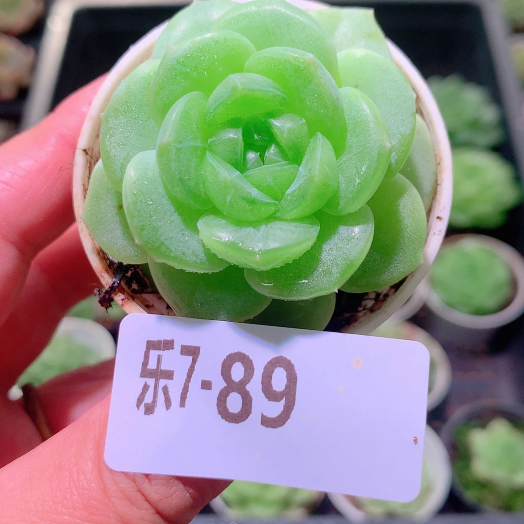 乐然7-89 新品单头