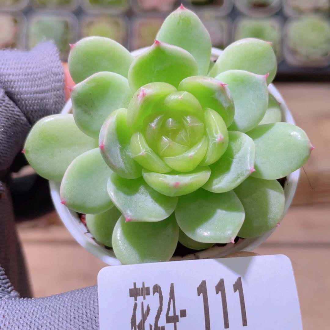 花利美24-111玉珠