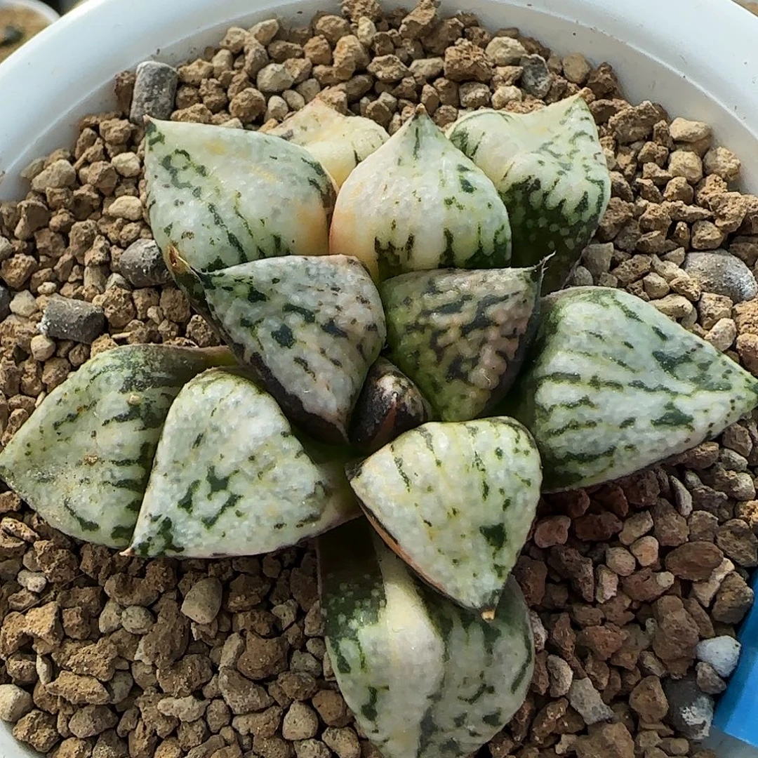 33号潘多拉魔盒锦一物一拍带盆土