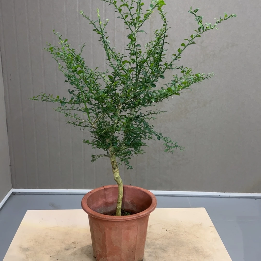 无花朵粉红珍珠手指