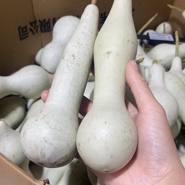 大果紫檀（缅甸花梨）夕*绿