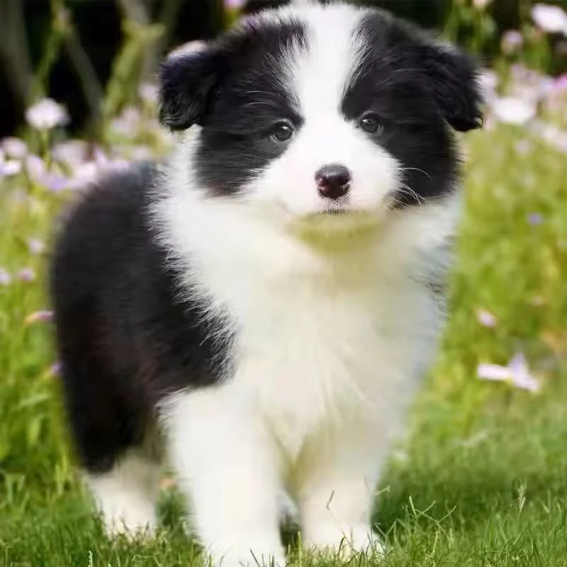 纯种边牧犬中型犬黑白陨石色边牧幼犬活体宠物狗