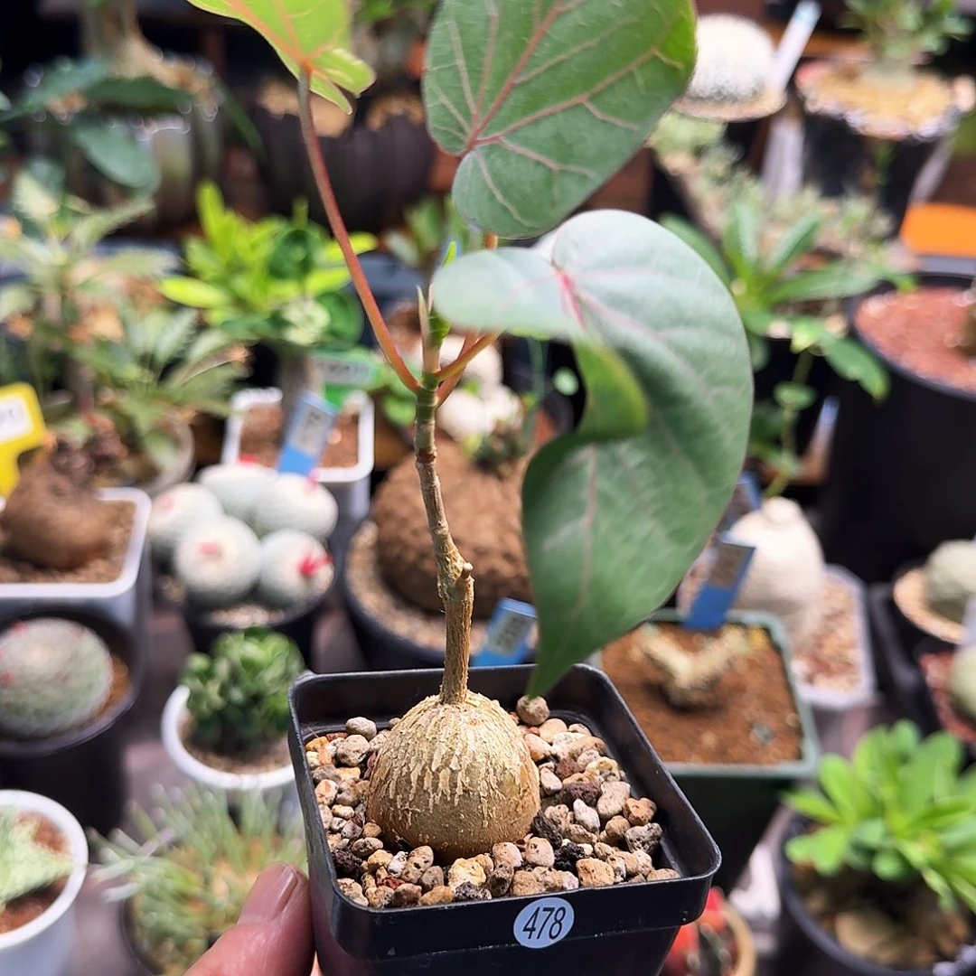 红脉榕478块根植物