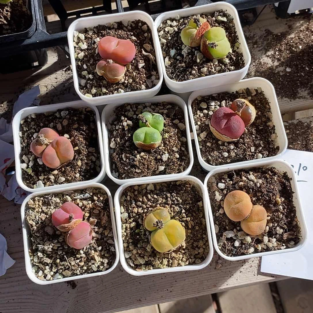 4310。  一组母本双头带盆发。