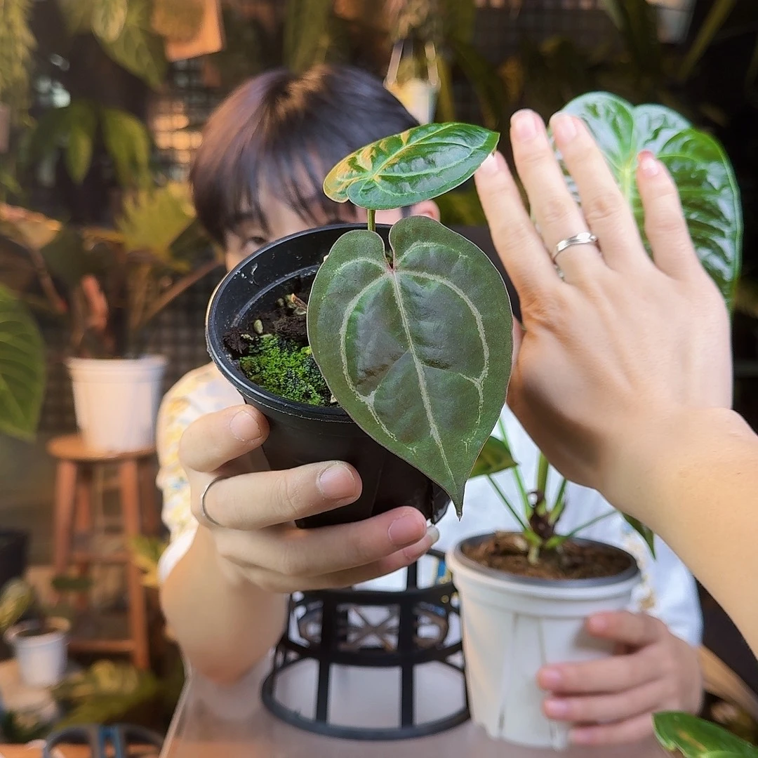 山***逢完全开放一物一拍Q51