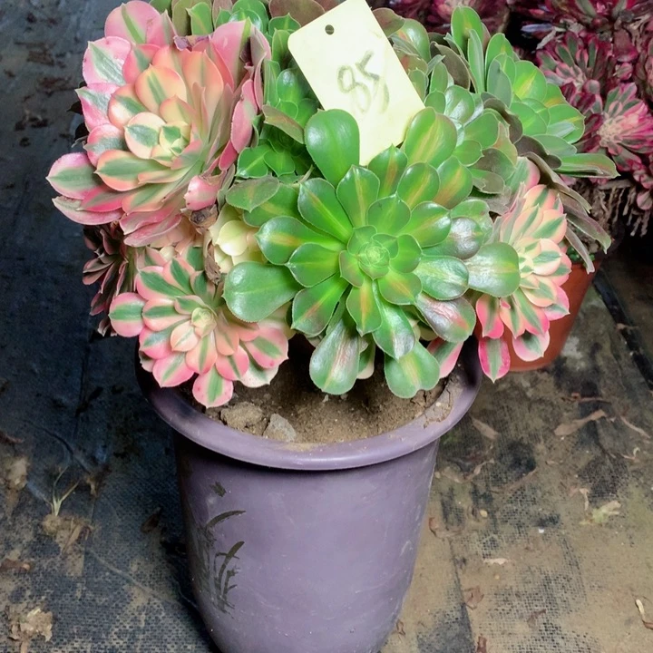 85粉女巫花脸多肉一物一拍