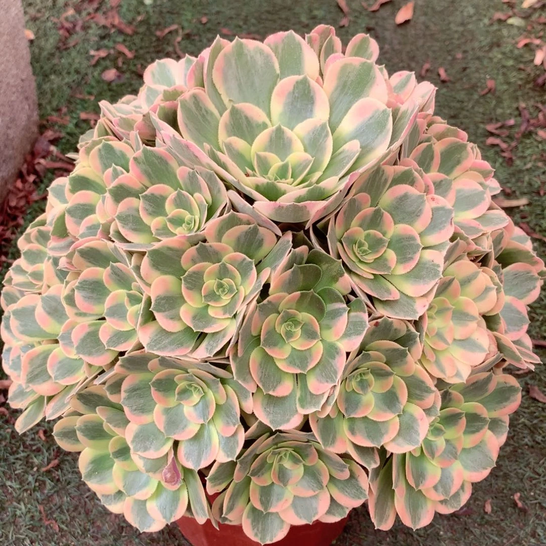 妖月捧花，多肉植物