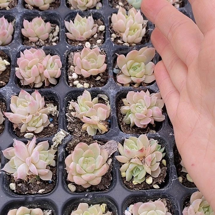 157 多肉植物盆栽植物