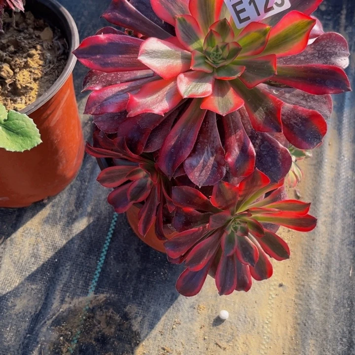 125多肉植物一物一拍