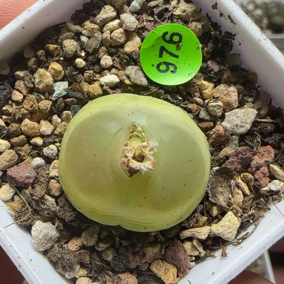 拉登2.38多肉植物976