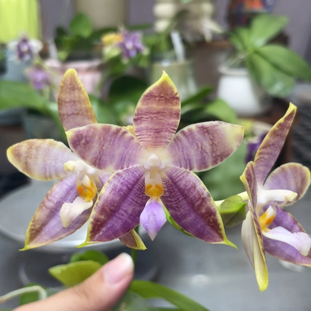 完全开放白虎交蓝豹，2.5杯开花株