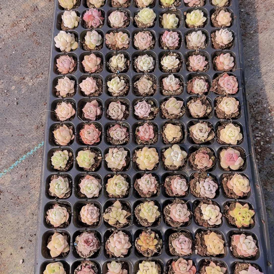 直播一物一拍多肉33