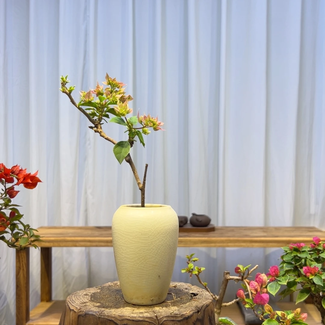 枝***支完全开放三角梅一物一拍重瓣粉