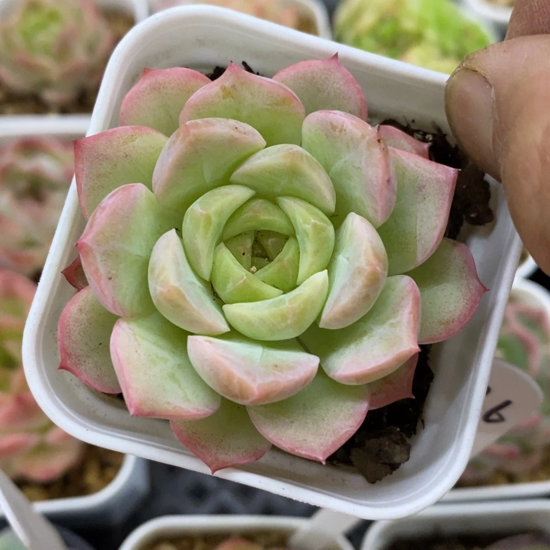 精品多肉一物一拍不包整74