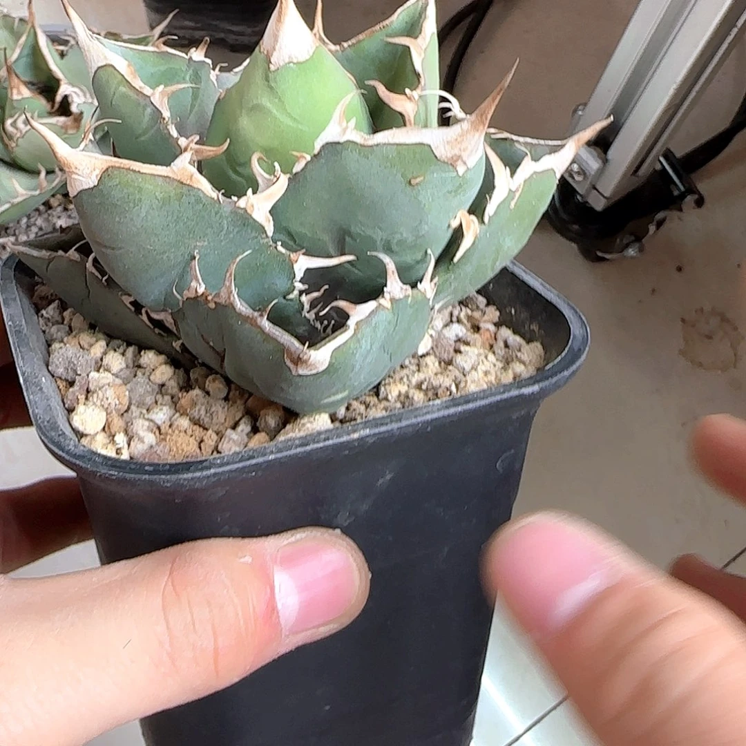 1号籽播龙舌兰11111111111