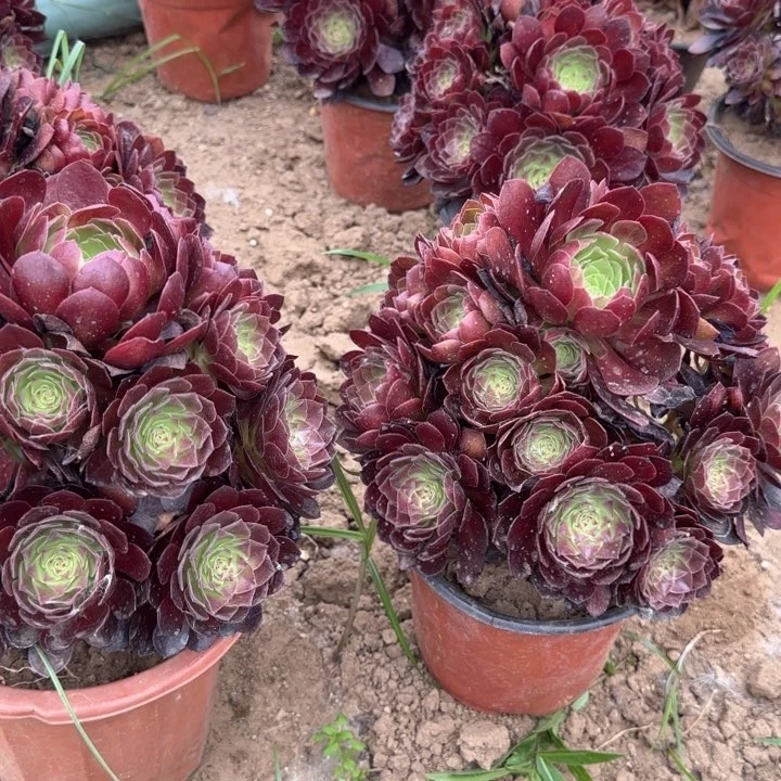 赤焰莲亮牌12.8一组处理无售后