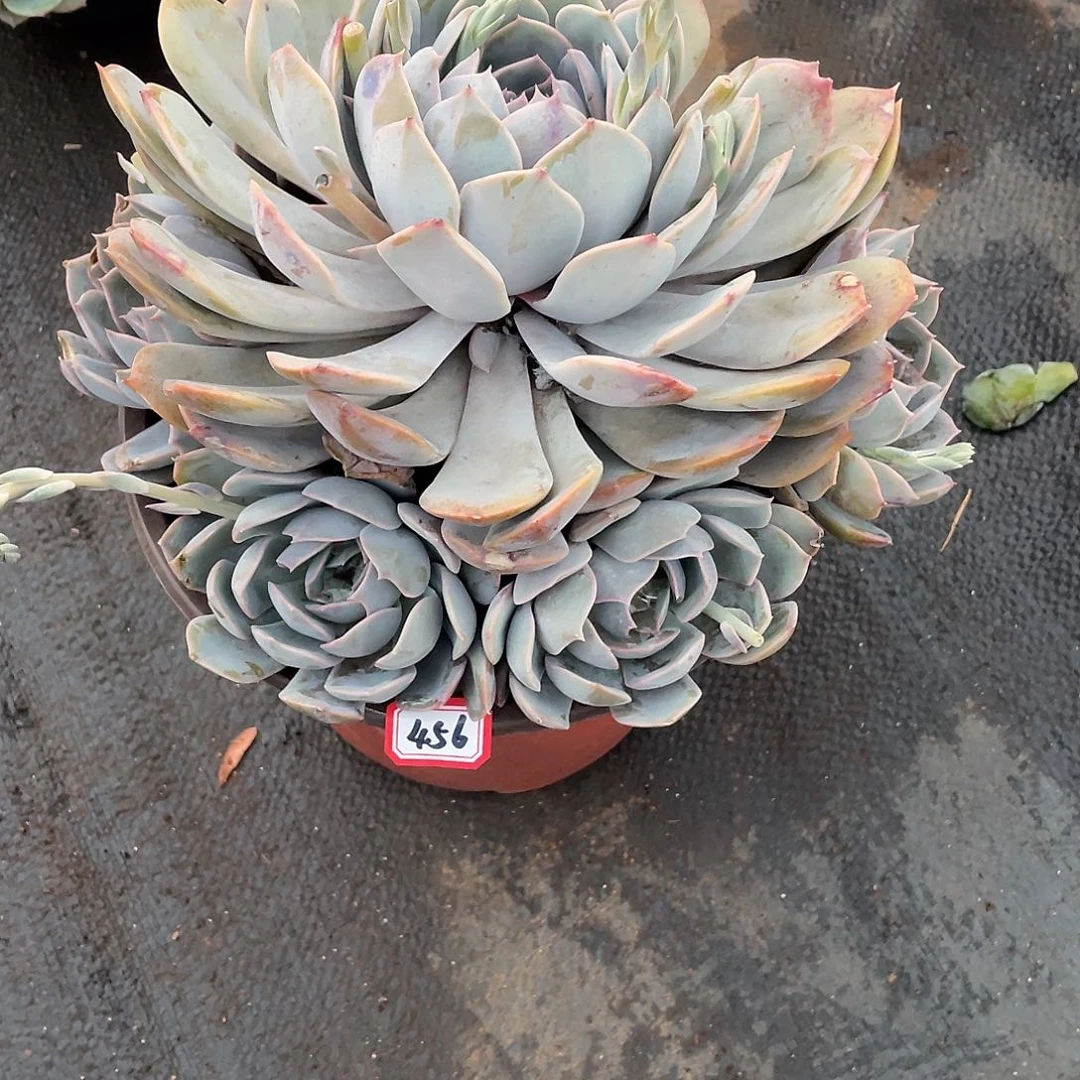 456紫悦 一物一拍多肉