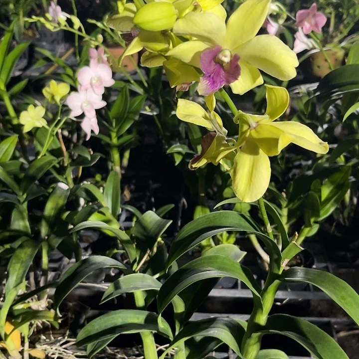 当前无花朵，栽培后可花朵285个体