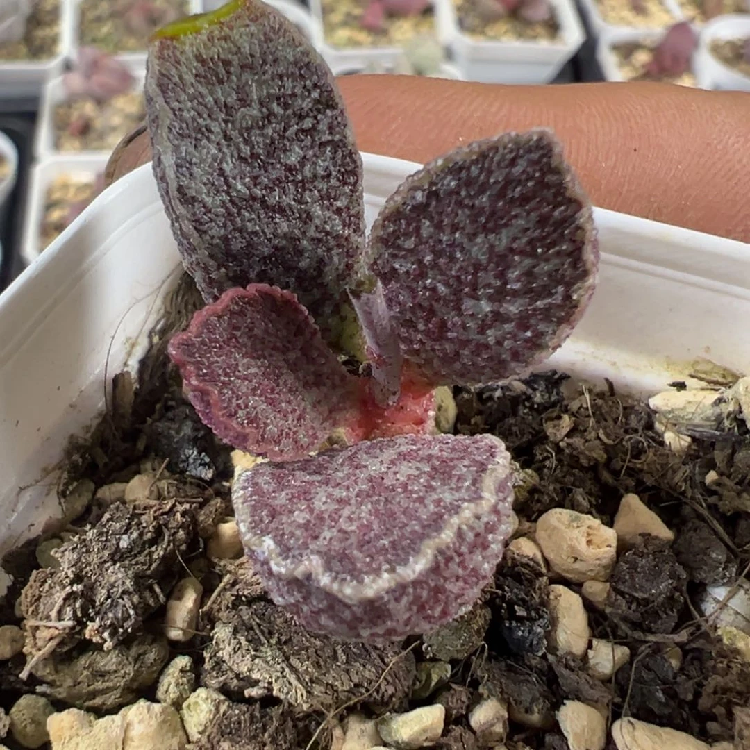 青龙水泡多肉植物水泡