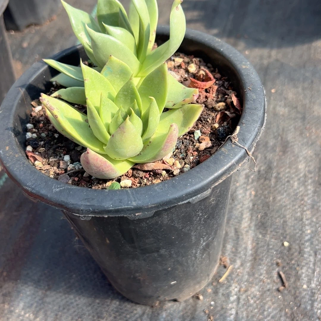 野生仙女杯进口一株