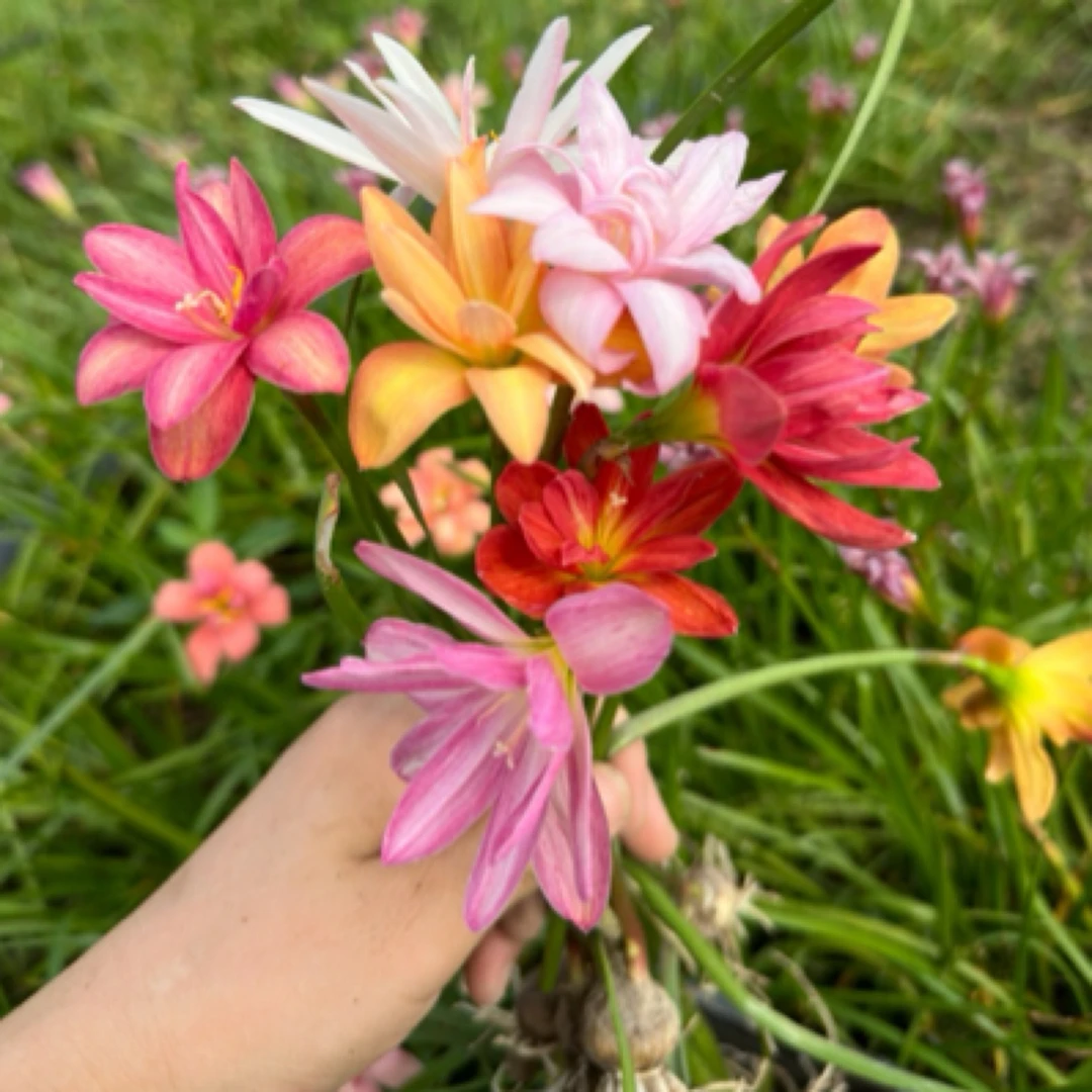 重瓣风雨兰韭兰拉风杏树鲁浩宁