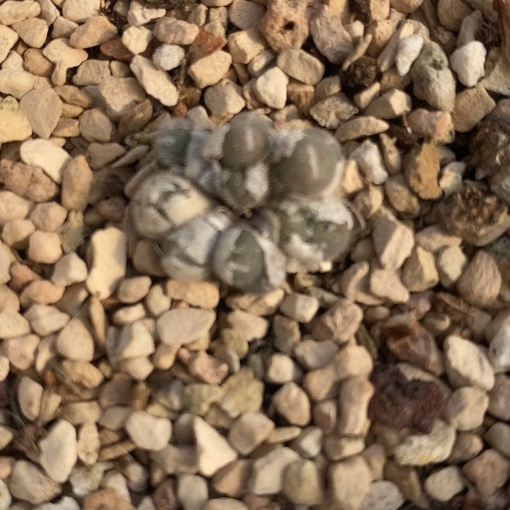 462史蒂芬尼毛球一群