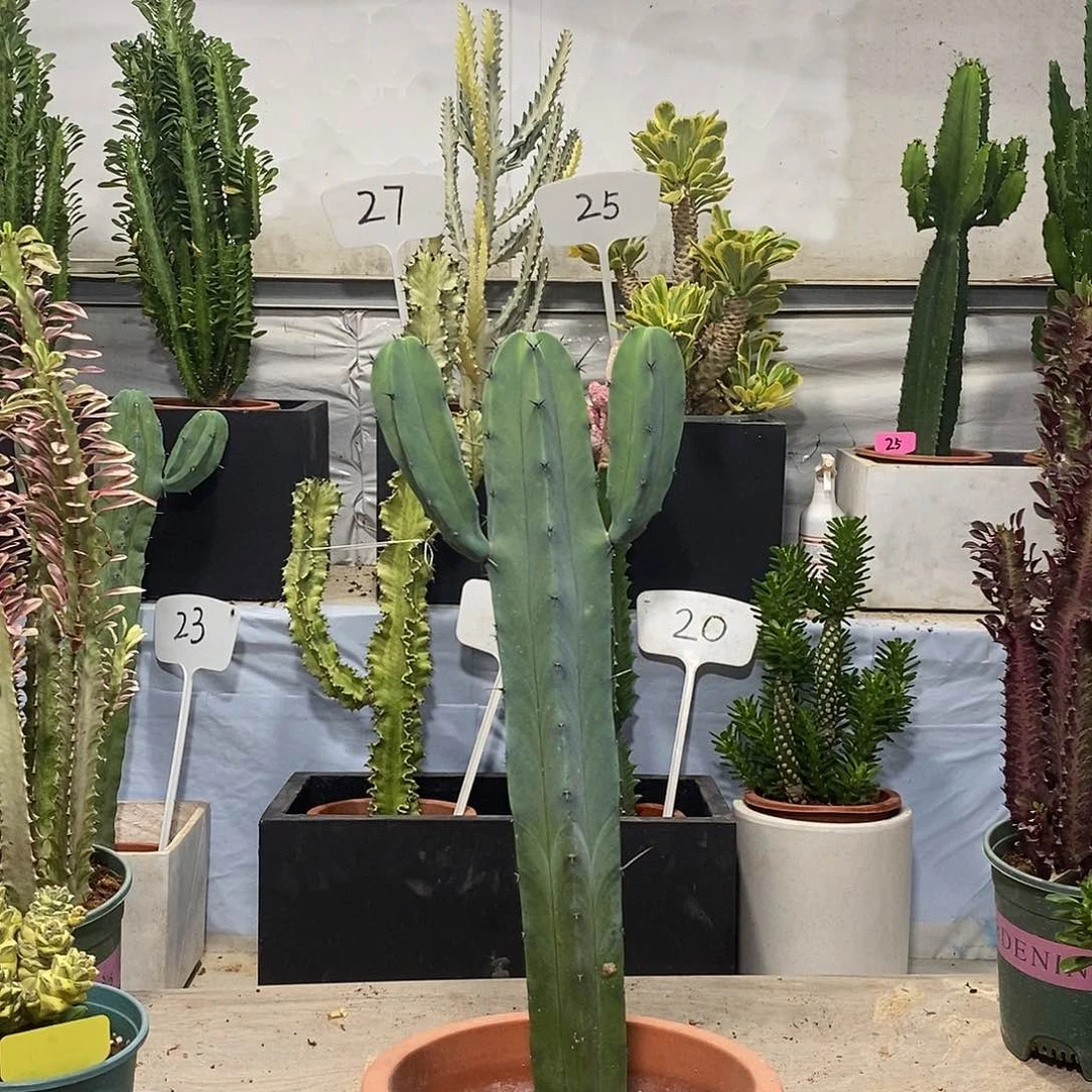 当前无花朵，栽培后可花朵龙龙神一物一拍