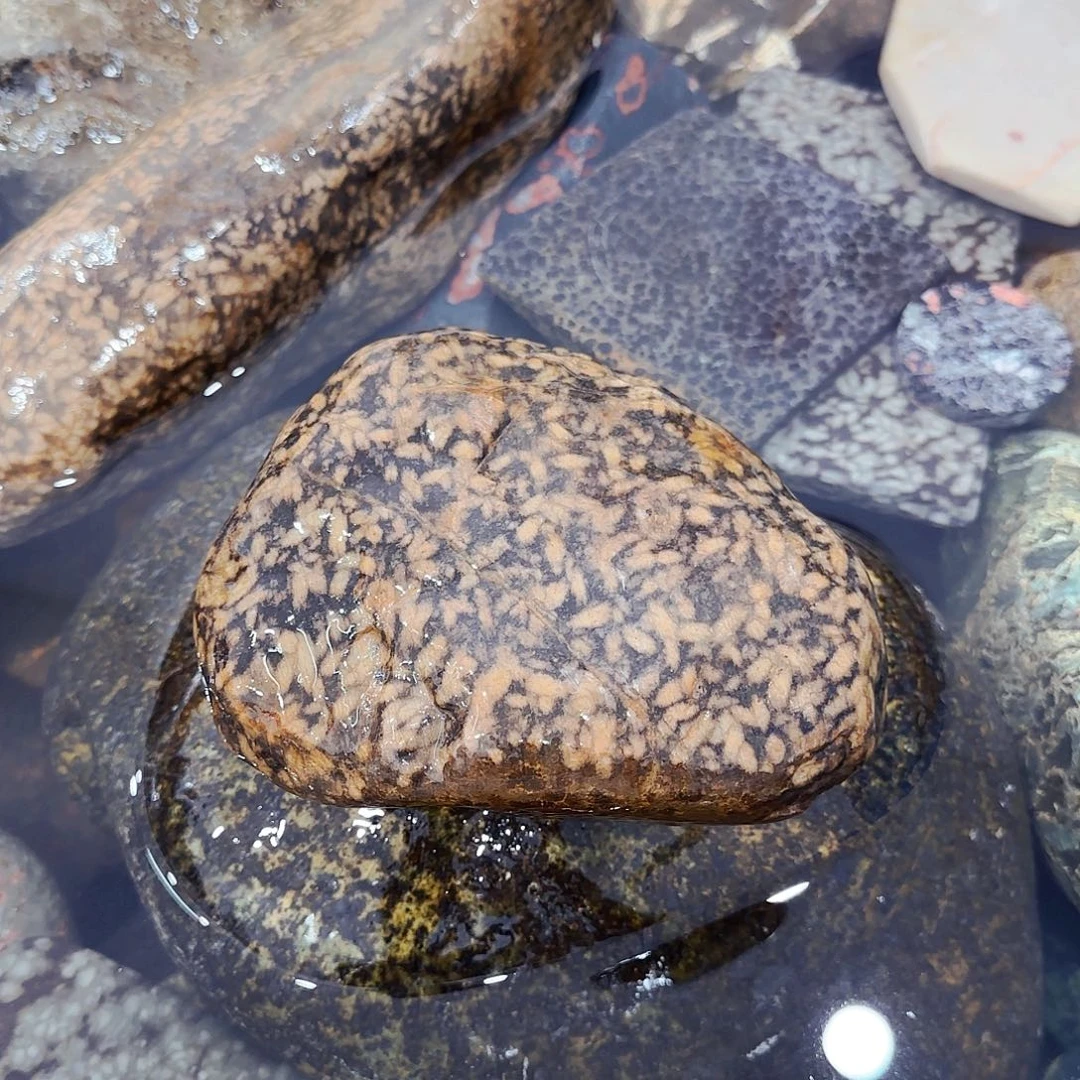 西****益茶堂祝您生活愉快