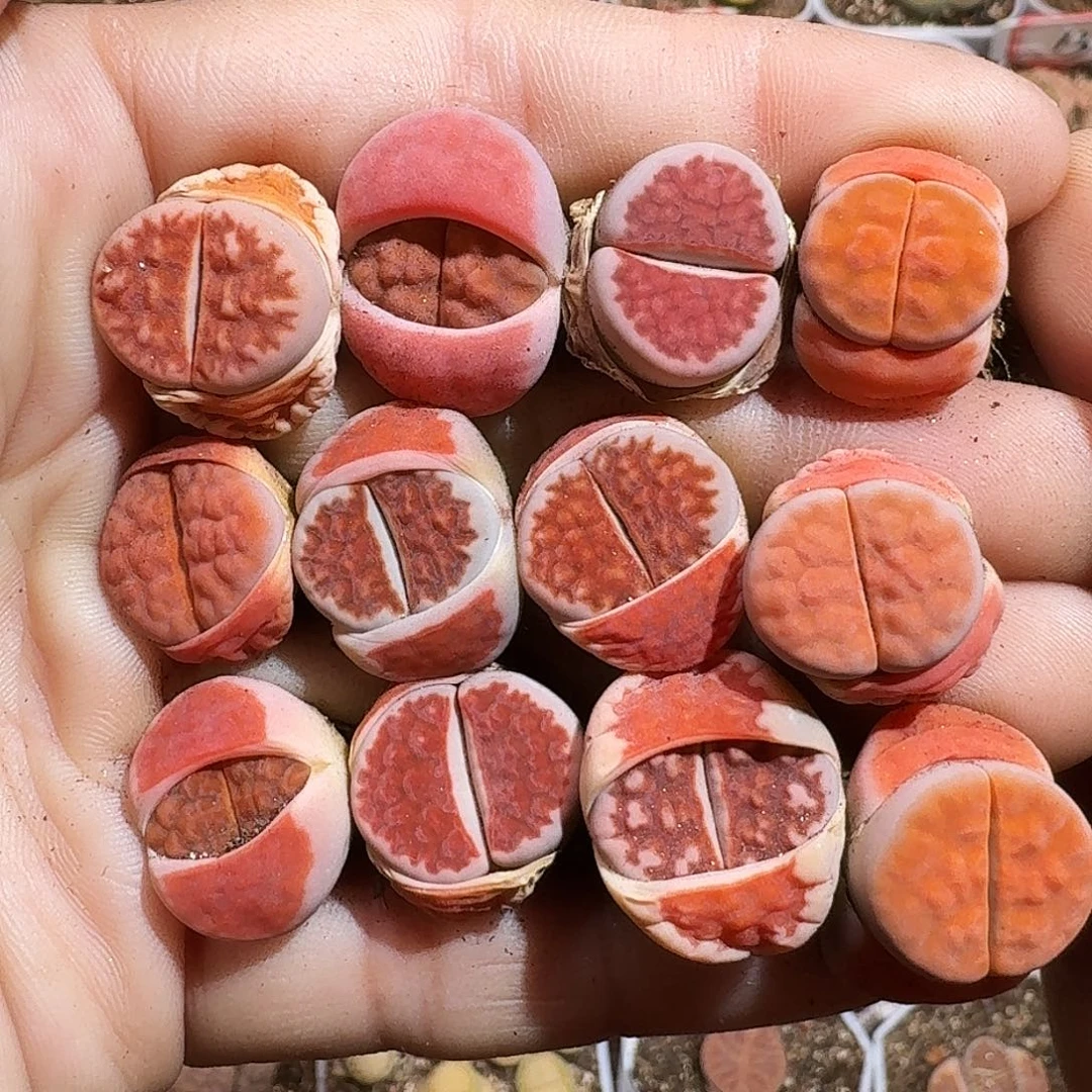 生石花等11111111。    267