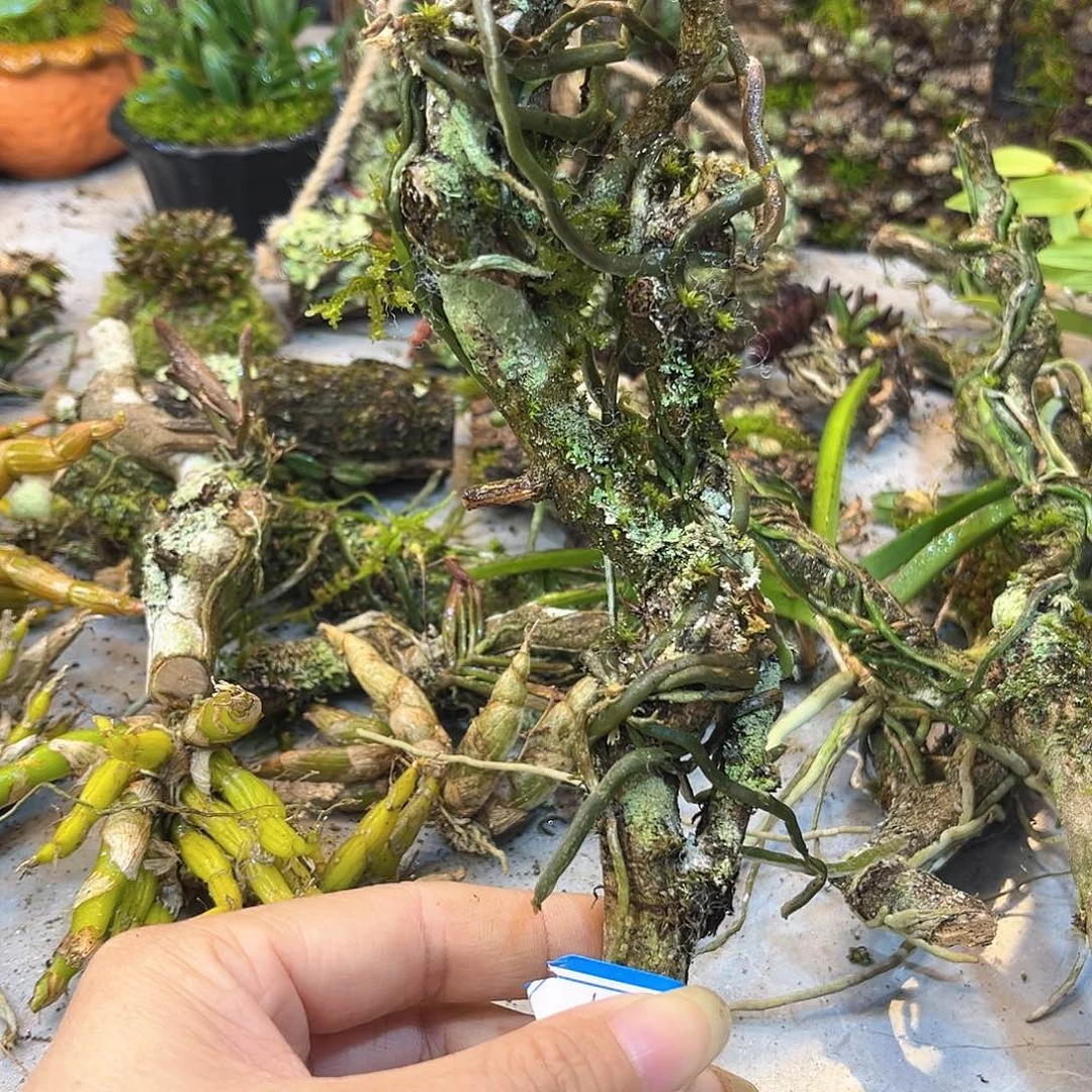 春**菊40。。。。。。。。。。。。。