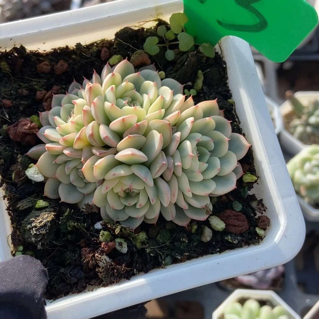 913忌廉锦多肉植物