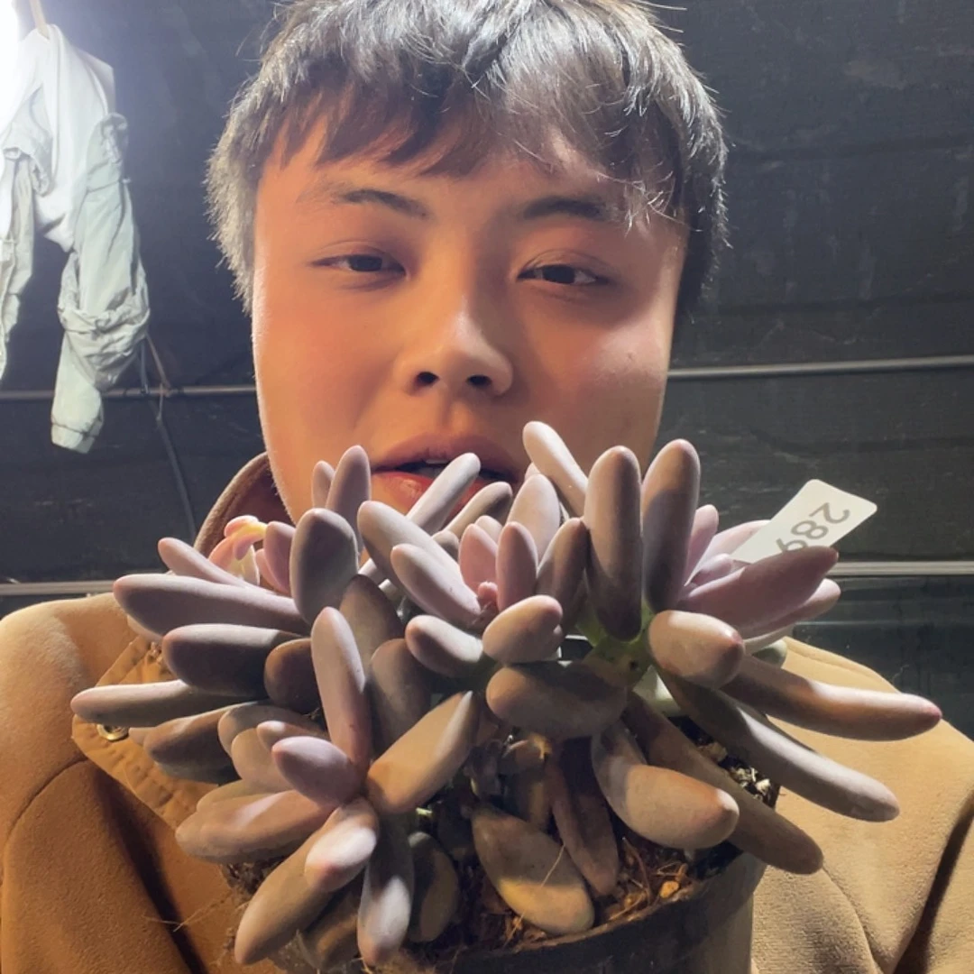 289 满20包邮脱土发货