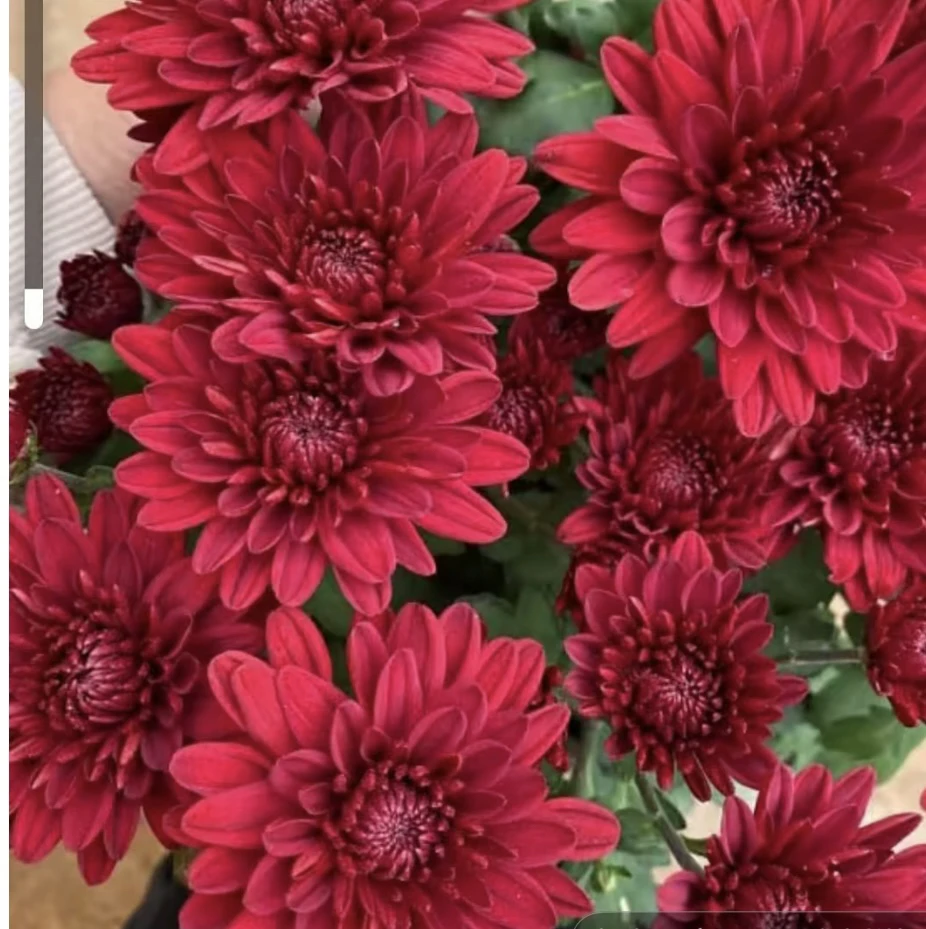 红色四季荷兰菊「带花苞发货」进口菊花苗耐寒易活四季开花