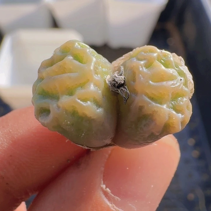 301 鬼脸嘟嘟。
