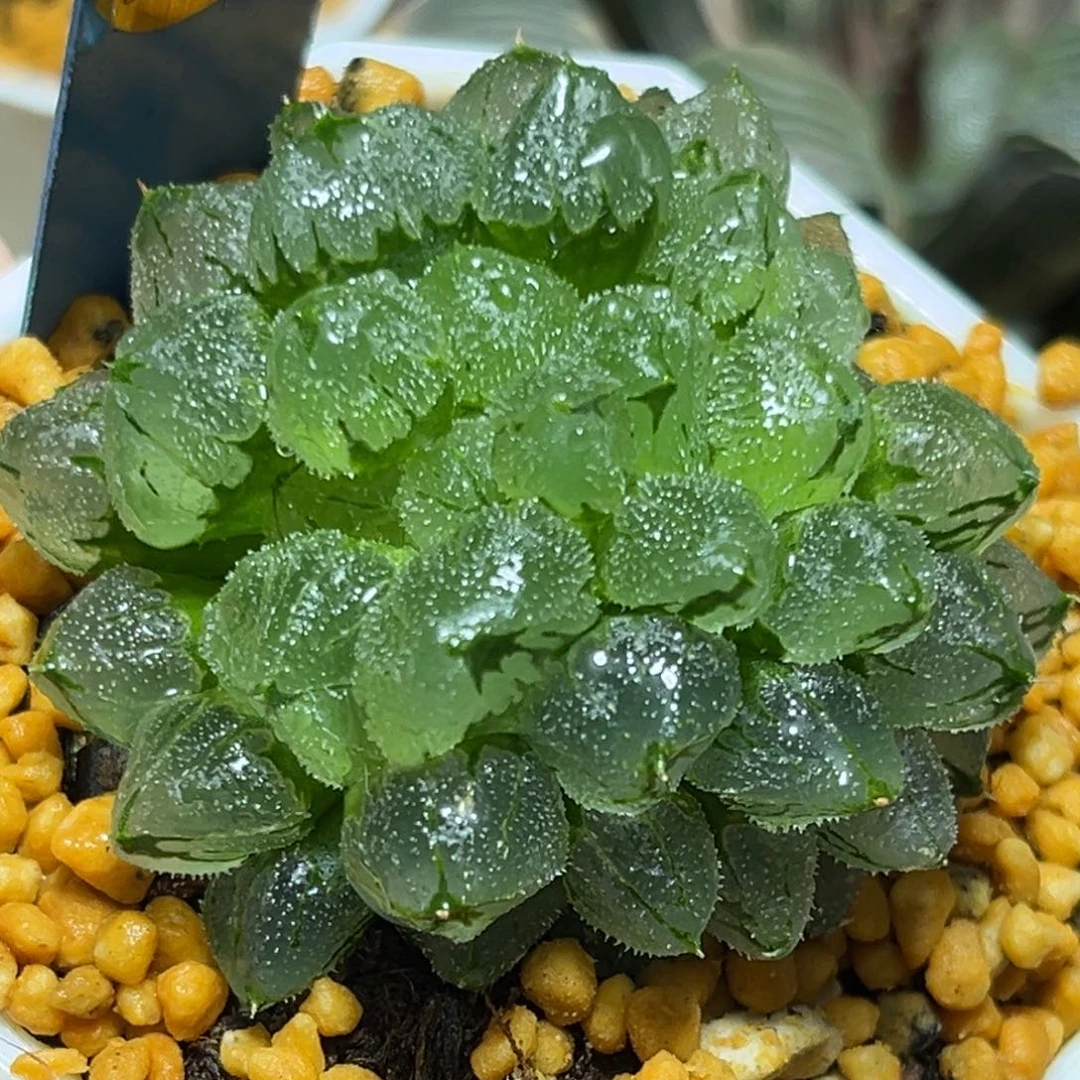 恭喜发财大吉大利606