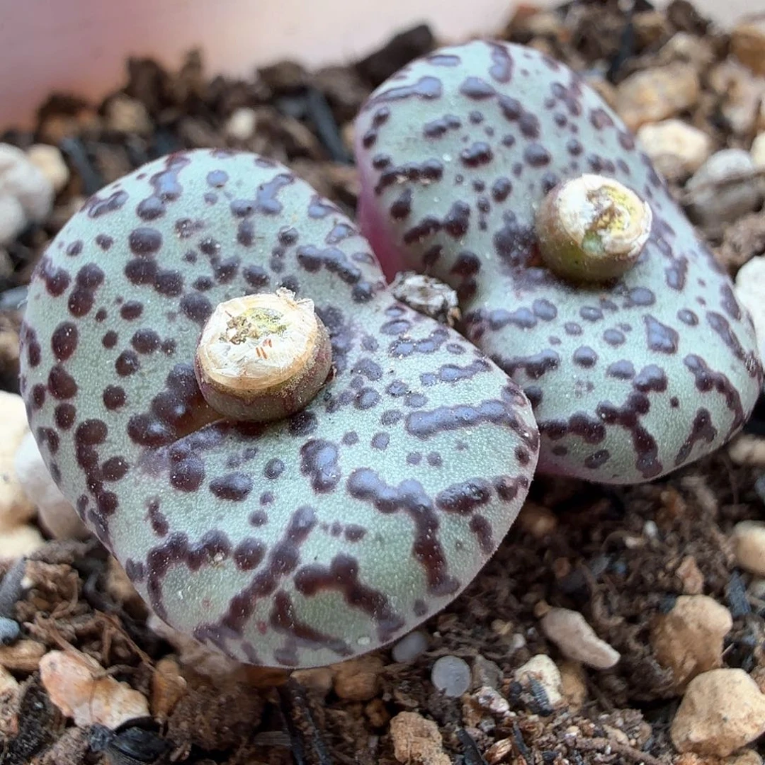 1.19.81/安贞双头/多肉