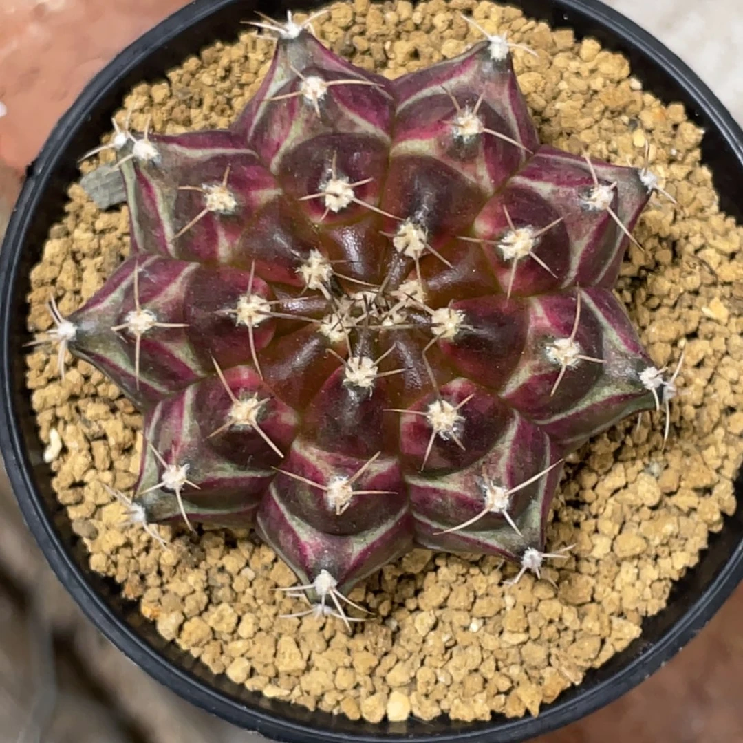 当前无花朵，栽培后可花朵梦想轮回