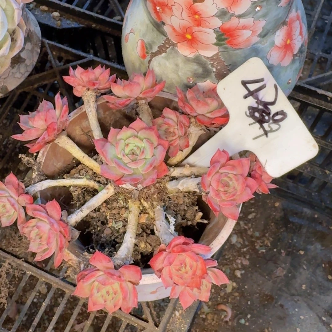 多肉植物的生长发育和