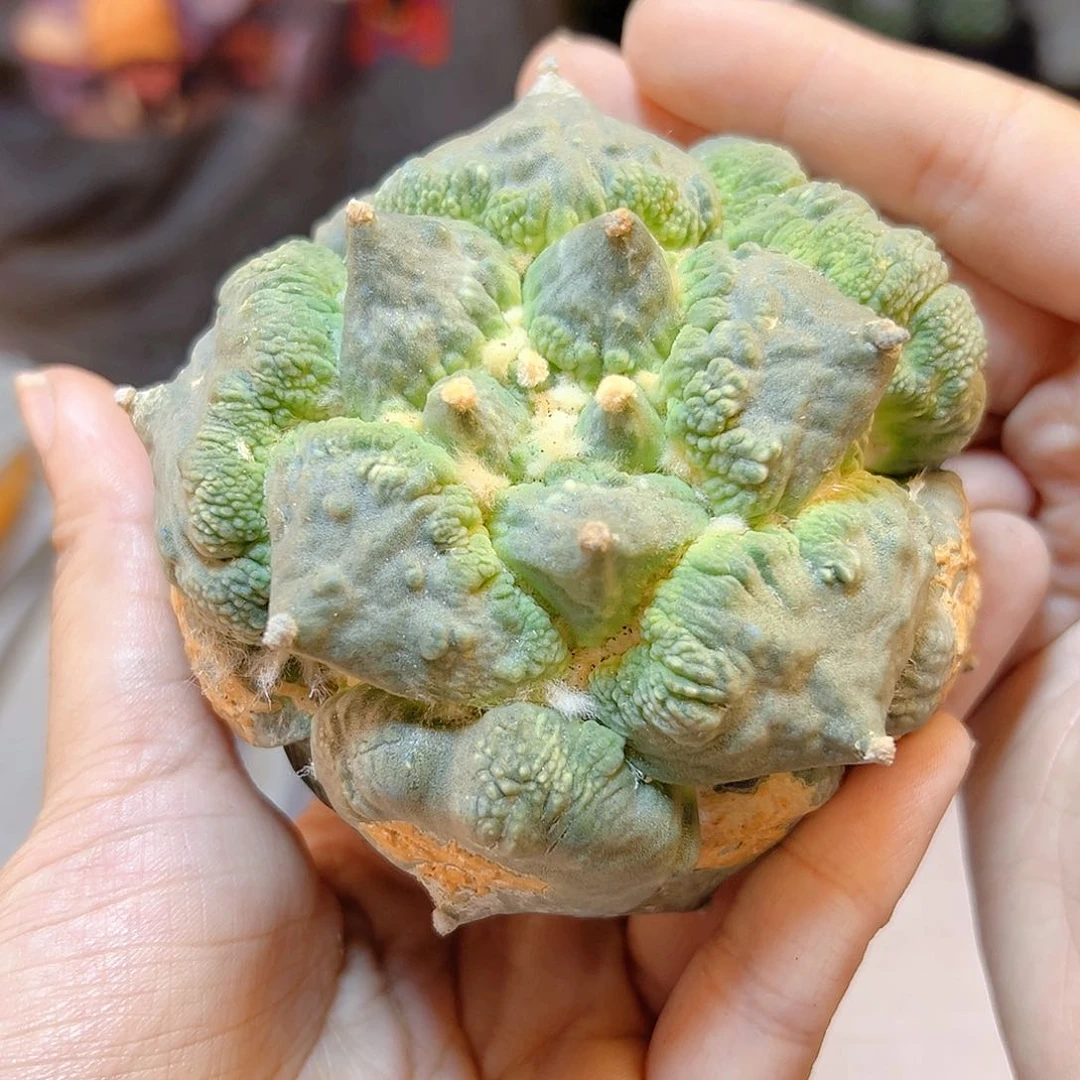 晚5号苗接村主怒8.8公分无根小瑕疵