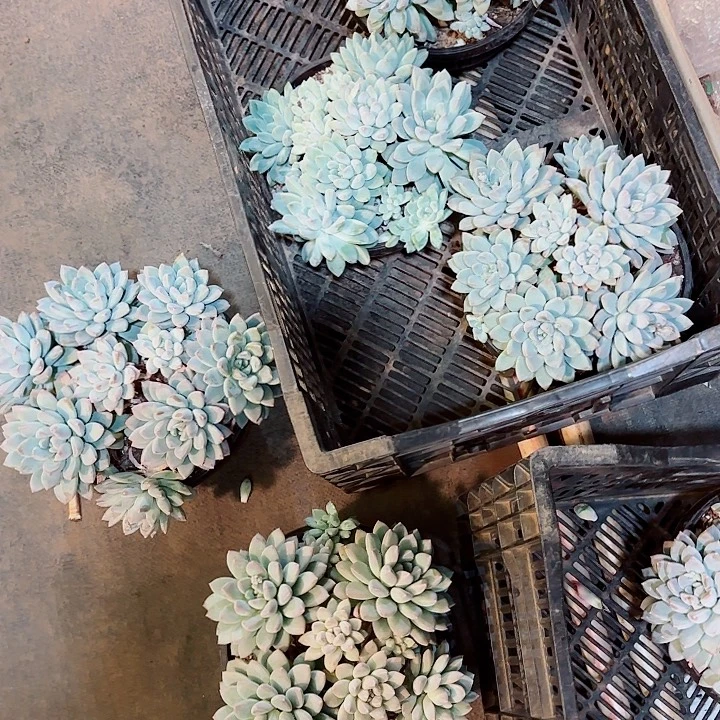 大叶奶糖精品多肉盆栽体验价