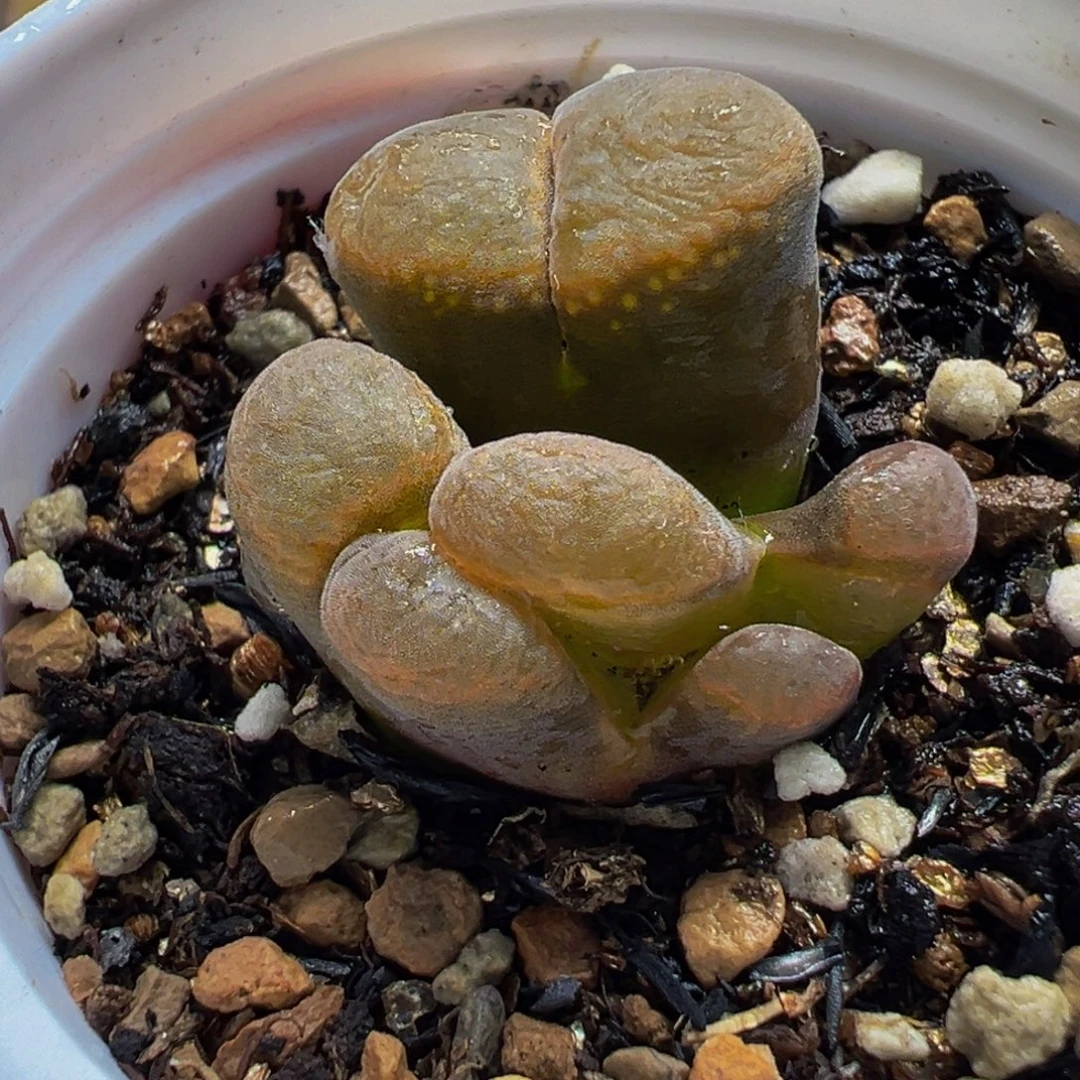 482多肉植物种类和