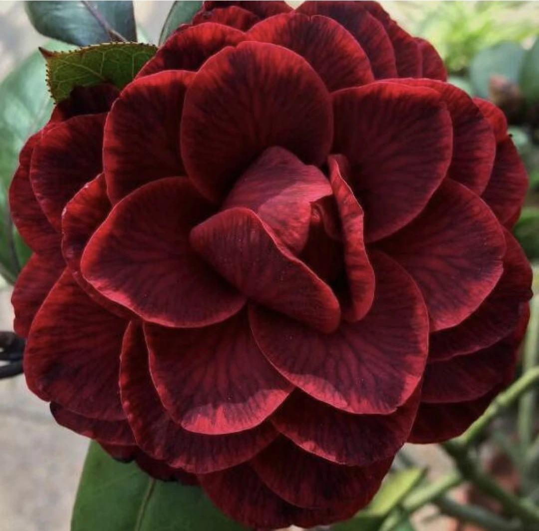 美国小姐山茶花花期时间长