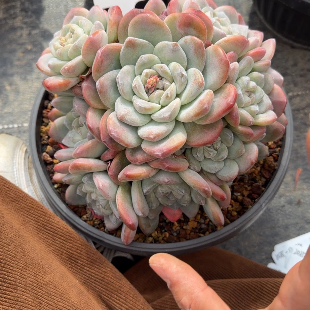 一物一拍大群冰玉捧花30