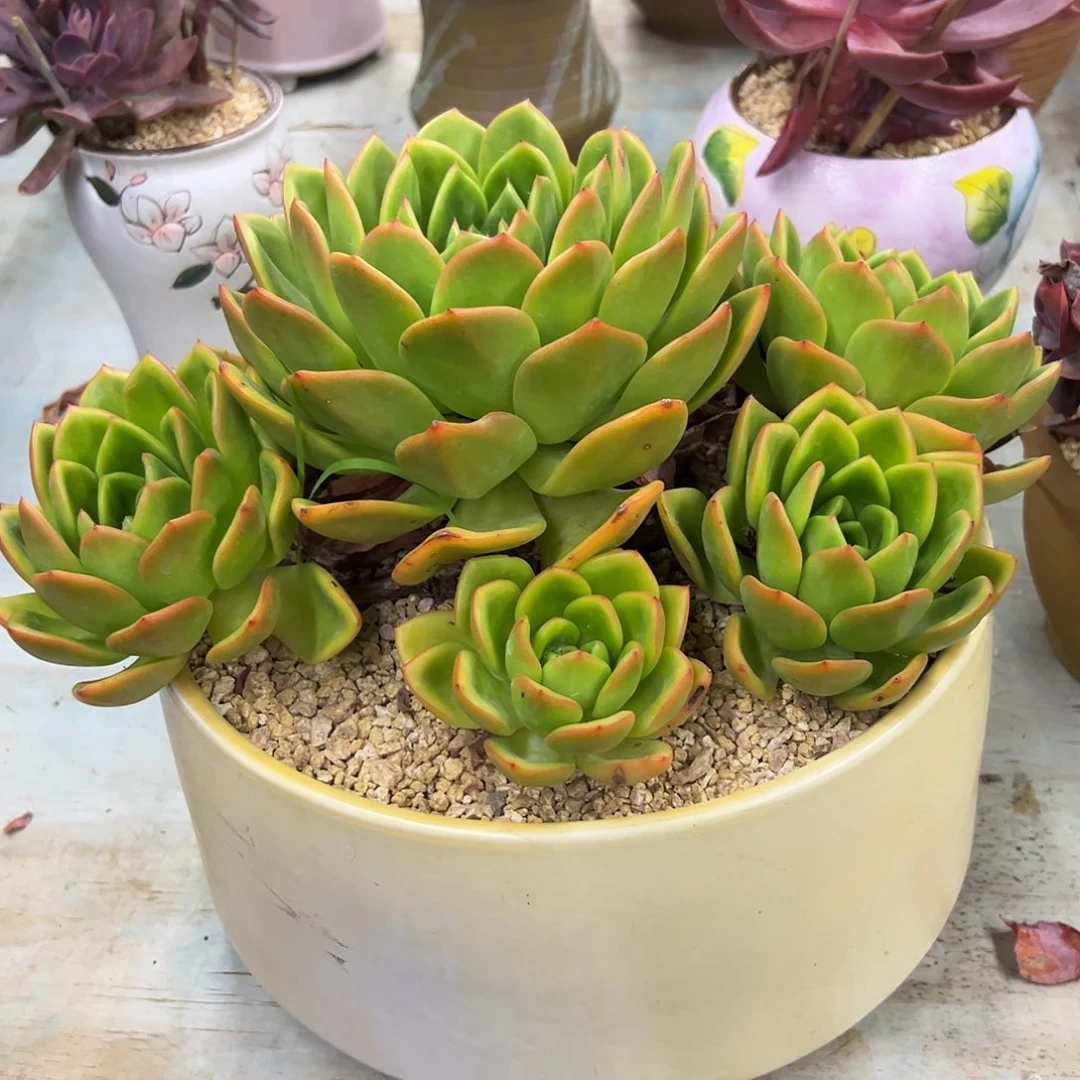 翠花杂58 零零多肉植物